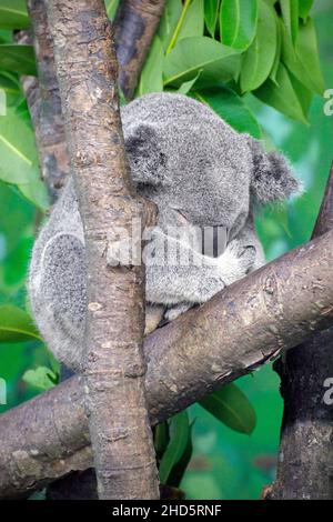 Ein Koala-Bär rollt sich für ein Nickerchen auf. Stockfoto