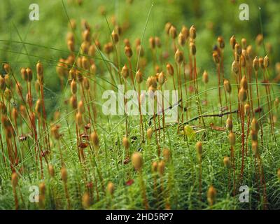 Kleine Spinne, die von großen Sporenkappen aus gemeinem Haarmüpfenmoos (Polytrichum commune) in den Schatten gestellt wird und mit Haargras auf Waldboden wächst - Perthshire, Schottland, Großbritannien Stockfoto