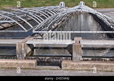 Racways, Raising Brown Forelle 'Salmo trutta', Regenbogenforelle 'Oncorhynchus mykiss' Shepherd of the Hills Fish Hatchery, Conservation Center. Stockfoto