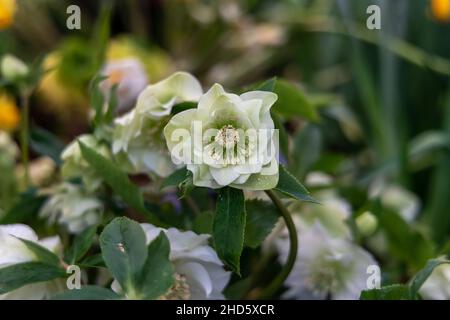 Helleborus orientalis im Frühling blüht die DoppelEllen White im Garten Stockfoto