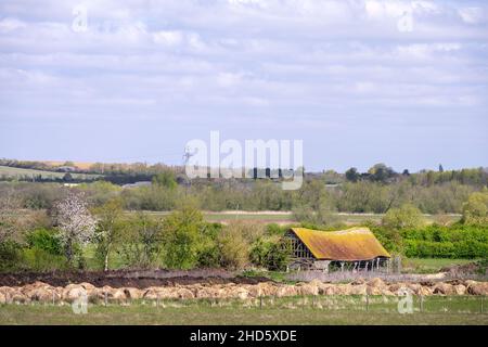 Alte Holzscheune in Oxfordshire mit einem Ziegeldach an einem sonnigen Frühlingsmorgen Stockfoto