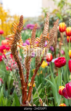 Aloe Vera Blume blüht im Frühling Stockfoto
