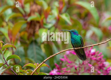 Grüne Geilchenohr oder mexikanische Geilchenohr (Colibri thalassinus) Stockfoto