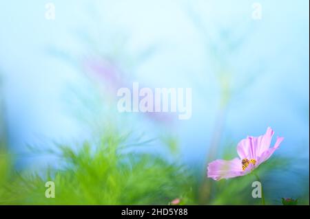 Biene auf Cosmos Blume (Cosmos bipinnatus). Konzentrieren Sie sich auf Biene und geringe Schärfentiefe. Stockfoto