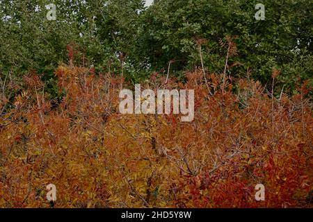 Die Blätter färben sich in leuchtenden Farben, bevor sie während der Herbstsaison zu Boden fallen. Stockfoto