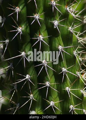 Nahaufnahme von scharfen Stacheln auf einem Kaktus Stockfoto