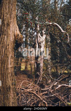 Bäume im Tollymore Forest Park Newcastle UK im Herbst Stockfoto