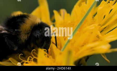 Nahaufnahme von Biene bestäubt gelbe Blume Dandelion auf verschwommenem grünem Gras Hintergrund. Kleine Insekt essen nector Sommer helle Blume. Stockfoto