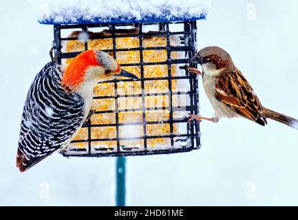 Specht auf einem Suet Feeder Stockfoto