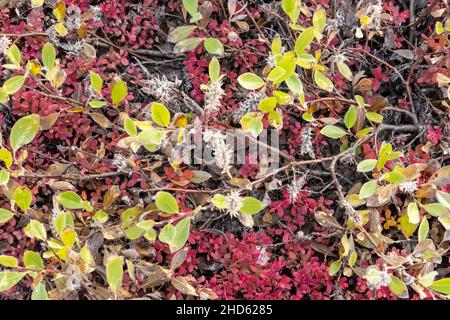 Zwergweide und Bärentraube im Herbst, Nahaufnahme, Danmark O, Scoresby Sund, Ostgrönland Stockfoto