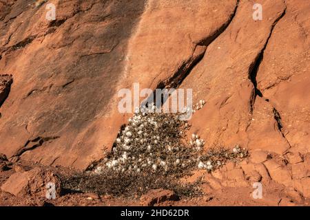 Baumwollgras (Eriophorum callitrix), das auf Sandsteinkonglomeraten, Rode O, Rodefjord, Scoresby Sund, Grönland, wächst Stockfoto