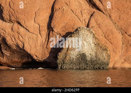 Basaltischer Deich in roten Klippen von Rode O, Rodefjord, Scoresby Sund, Ostgrönland Stockfoto