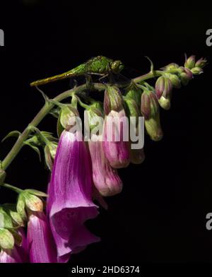 Eine gemeine grüne Darner-Libelle (Anax junius), die auf einem Fuchshandschuh (Digitalis purpurea) sitzt, blüht auf dunklem Grund Stockfoto