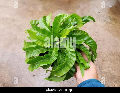 Die schönen lockigen grünen Blätter von Asplenium-Unkrautfarn Stockfoto