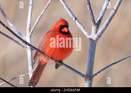 Nördlicher Kardinal (Cardinalis cardinalis), roter Kardinal Stockfoto