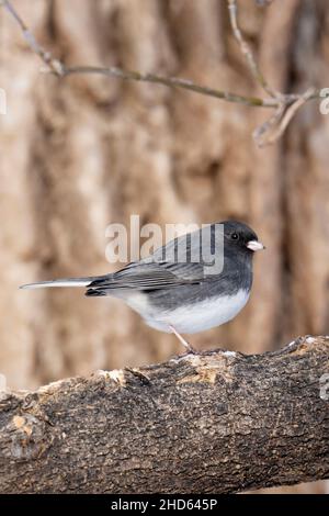 Dunkeläugiger Junco (Junco hyemalis) Stockfoto