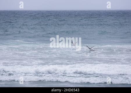 Pelikane fliegen an einem stürmischen, grauen Tag tief über den Wellen des Ozeans. Stockfoto