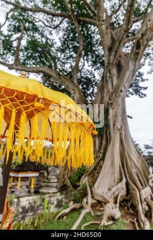 Riesiger alter Baumwollbaum oder Kapok (Ceiba pentandra) in Magra Dorf, Tabanan, Bali, Indonesien. Stockfoto