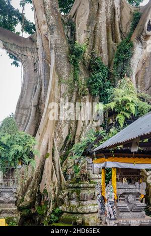 Riesiger alter Baumwollbaum oder Kapok (Ceiba pentandra) in Magra Dorf, Tabanan, Bali, Indonesien. Stockfoto