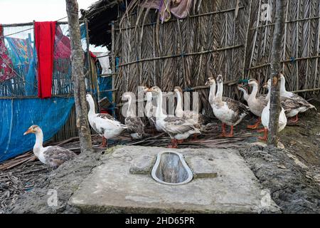 Mongla, Bangladesch. 11th September 2021. Eine Toilette wird rekonstruiert, nachdem sie im Küstengebiet des Dorfes Jaymani von Ebbe und Flut weggefegt wurde.Bangladesch ist eines der Länder, das am stärksten von den Auswirkungen des Klimawandels betroffen ist. Die regelmäßigen und schweren Naturgefahren, die Bangladesch bereits unter tropischen Wirbelstürmen, Hochwasser, Flußerosion, Überschwemmungen, Erdrutschen und Dürren leidet, werden durch den Klimawandel immer intensiver und häufiger werden. (Foto von Sultan Mahmud Mukut/SOPA Image/Sipa USA) Quelle: SIPA USA/Alamy Live News Stockfoto