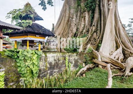 Riesiger alter Baumwollbaum oder Kapok (Ceiba pentandra) in Magra Dorf, Tabanan, Bali, Indonesien. Stockfoto