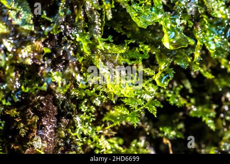 Wassertropfen, die von Moos gefangen werden und in der Reflexion des Sonnenstrahls erstrahlen Stockfoto