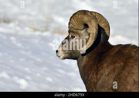 Ein Porträtbild eines wilden Dickhornschafs von Rocky Mountain 'Ovis canadensis', im Winterschnee. Stockfoto