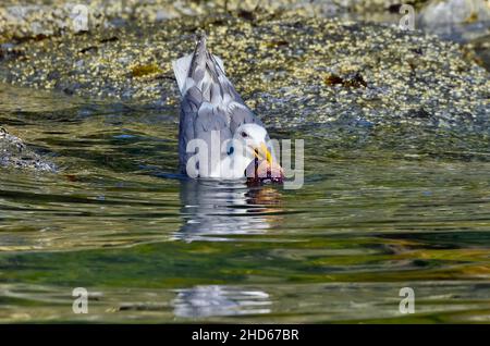 Eine Wassermöwe (Larus glaucescens), ein Seevögel, der am Ufer der Vancouver Island in British Columbia, Kanada, einen violetten Seestern fängt Stockfoto