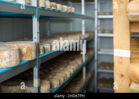 Regal steht mit Köpfen von Ziegenkäse in Reifkammer auf Käserei Stockfoto