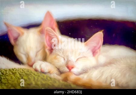 Zwei Niedliche Kätzchen Kuscheln Sich Und Schlafen Zusammen Stockfoto