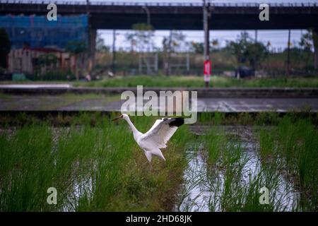 Sibirischer Kranich (Schneekrane), der auf einem Feld am Straßenrand steht. Der Erwachsene Vogel ist ganz weiß im Gefieder, außer dem purpurroten Gesicht und den schwarzen Flügelspitzen. Stockfoto