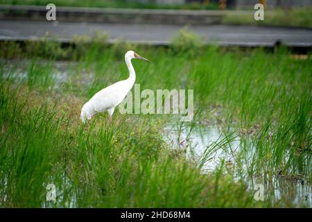 Sibirischer Kranich (Schneekrane), der auf einem Feld am Straßenrand steht. Der Erwachsene Vogel ist ganz weiß im Gefieder, außer dem purpurroten Gesicht und den schwarzen Flügelspitzen. Stockfoto