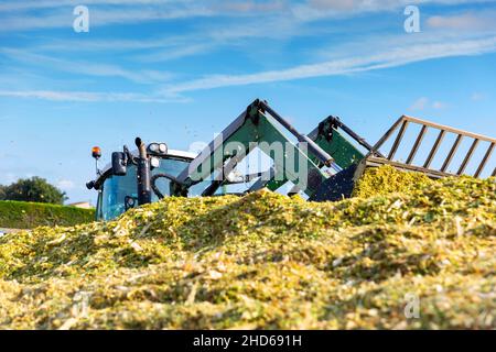 Zubereitung von Tiernahrung im landwirtschaftlichen Komplex Stockfoto