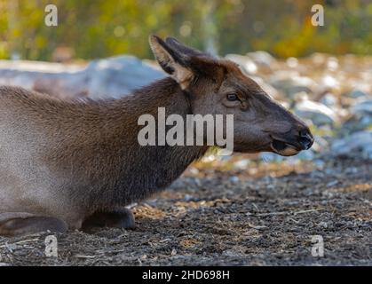 Weiblicher Elch oder Cervus canadensis. Elch. Nahaufnahme von Elchweibchen im Park in Kanada. Selektiver Fokus, keine Personen, Reisefoto Stockfoto