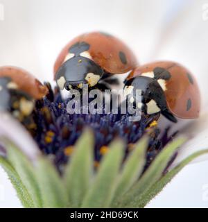 Marienkäfer auf weißer und violetter Blume. Rotes Insekt mit schwarzen Punkten. Mikrofotografie. Stockfoto