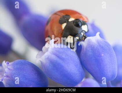 Marienkäfer auf lila Blume. Rotes Insekt mit schwarzen Punkten. Mikrofotografie. Stockfoto