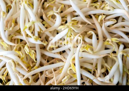 Bohnensprossen sind kulinarisches Gemüse, das durch den Anbau von grünen Bohnen angebaut wird. Sie können gepflanzt werden, indem die gekeimten Bohnen im Schatten platziert und gegossen werden. Stockfoto