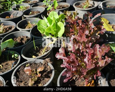 COS-Salat oder Romaine-Salat und Red Oak-Salat Pflanzen Baum in Topf, Gemüse auf dem Boden in schwarzen Kunststofftöpfen angebaut, Grün Bio-Gemüse auf dem Bauernhof Stockfoto