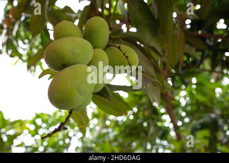 Ein Haufen junger Mangofrüchte hängt vom Baum. Selektive Fokuspunkte. Unscharfer Hintergrund Stockfoto