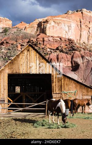 Pferde grasen am historischen Pendleton Barn, Teil des Gifford Homestead in Fruita Oasis - Capitol Reef National Park, Utah, USA Stockfoto