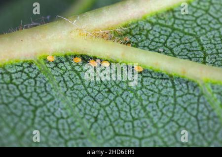 Panonychus ulmi - Europäische Rotmilbe, ist eine Art, die eine große landwirtschaftliche Pest von Obstbäumen in Obstgärten und Gärten ist. Larven auf den Blättern. Stockfoto