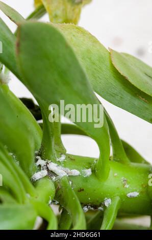 Sukulent mit mehligen Insektenbefall aus der Nähe Stockfoto