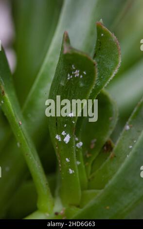 Sukulent mit mehligen Insektenbefall aus der Nähe Stockfoto