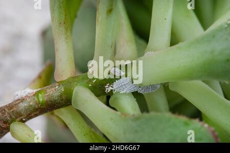 Sukulent mit mehligen Insektenbefall aus der Nähe Stockfoto