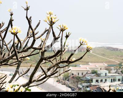 Frangipani blüht in den Marmorhügelchen mit Blick auf die Küste - Da Nang, Vietnam Stockfoto