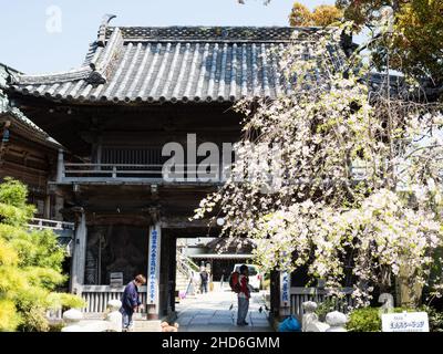 Komatsushima, Japan - 4. April 2018: Kirschblüten am Eingang zu Tatsueji, Tempel Nummer 19 der Shikoku-Wallfahrt Stockfoto