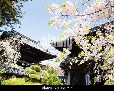 Komatsushima, Japan - 4. April 2018: Kirschblüten am Eingang zu Tatsueji, Tempel Nummer 19 der Shikoku-Wallfahrt Stockfoto