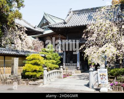 Komatsushima, Japan - 4. April 2018: Kirschblüten am Eingang zu Tatsueji, Tempel Nummer 19 der Shikoku-Wallfahrt Stockfoto