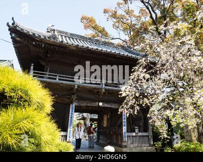 Komatsushima, Japan - 4. April 2018: Kirschblüten am Eingang zu Tatsueji, Tempel Nummer 19 der Shikoku-Wallfahrt Stockfoto