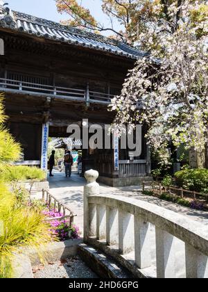 Komatsushima, Japan - 4. April 2018: Kirschblüten am Eingang zu Tatsueji, Tempel Nummer 19 der Shikoku-Wallfahrt Stockfoto